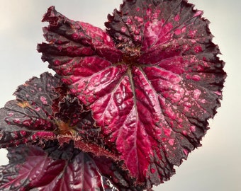 Harmonys Dark Fantasy Begonia / rare begonia / live houseplant