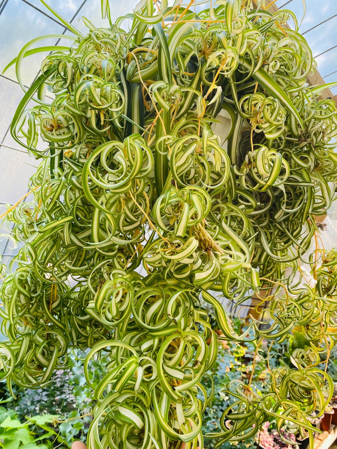 3 Curly Spider Plants Babies Cuttings Etsy