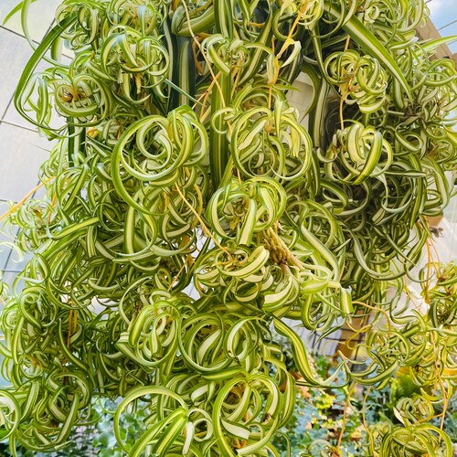 3 Curly Spider Plants Babies Cuttings Etsy