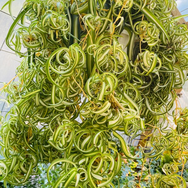 3 Curly Spider Plants babies Cuttings