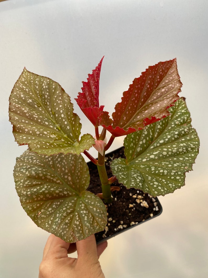 Rare Begonia Lucerna / Polka Dot Angel Wing Begonia / houseplants / Rooted Begonia / Indoor plant / Plant lovers image 8