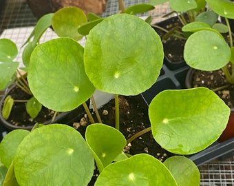 Pilea Peperomioides live starter plant Chinese money plant 1 rooted plant