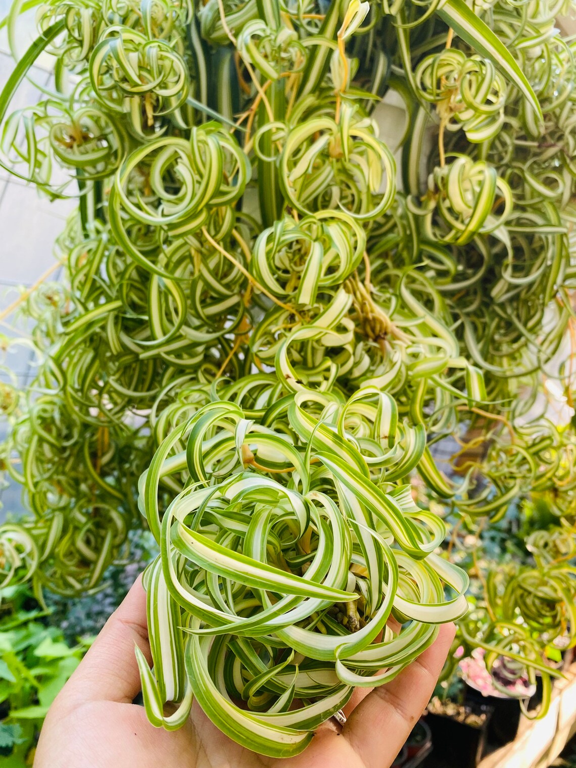 3 Curly Spider Plants Babies Cuttings Etsy
