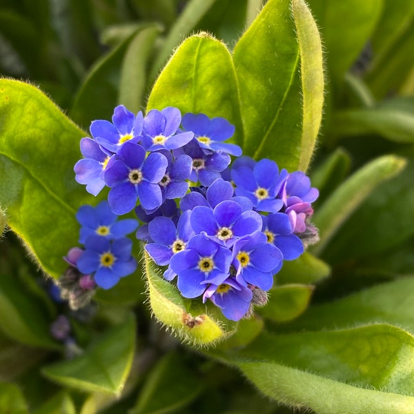 Forget Me Not live plant / 2” pot / seedling plant / perennial plants / blue flowers