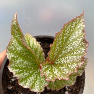 Begonia Frosty Angel / Rare Begonia / live plants / houseplants / Begonia collections/ Plants lover