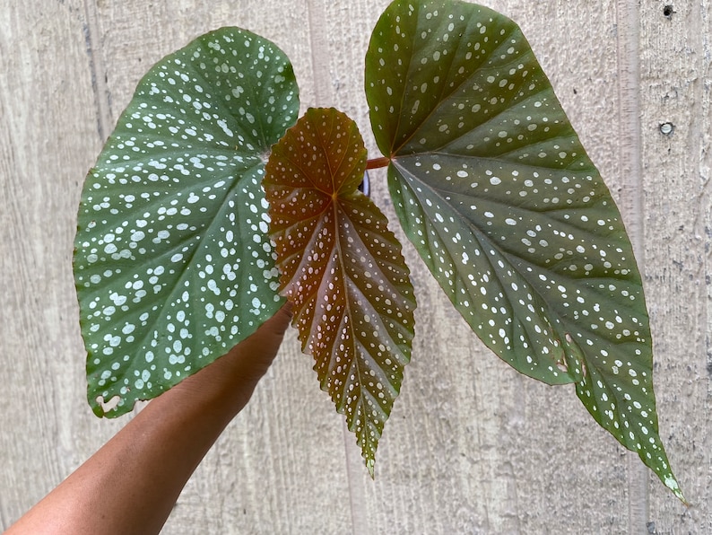 Rare Begonia Lucerna / Polka Dot Angel Wing Begonia / houseplants / Rooted Begonia / Indoor plant / Plant lovers imagem 2