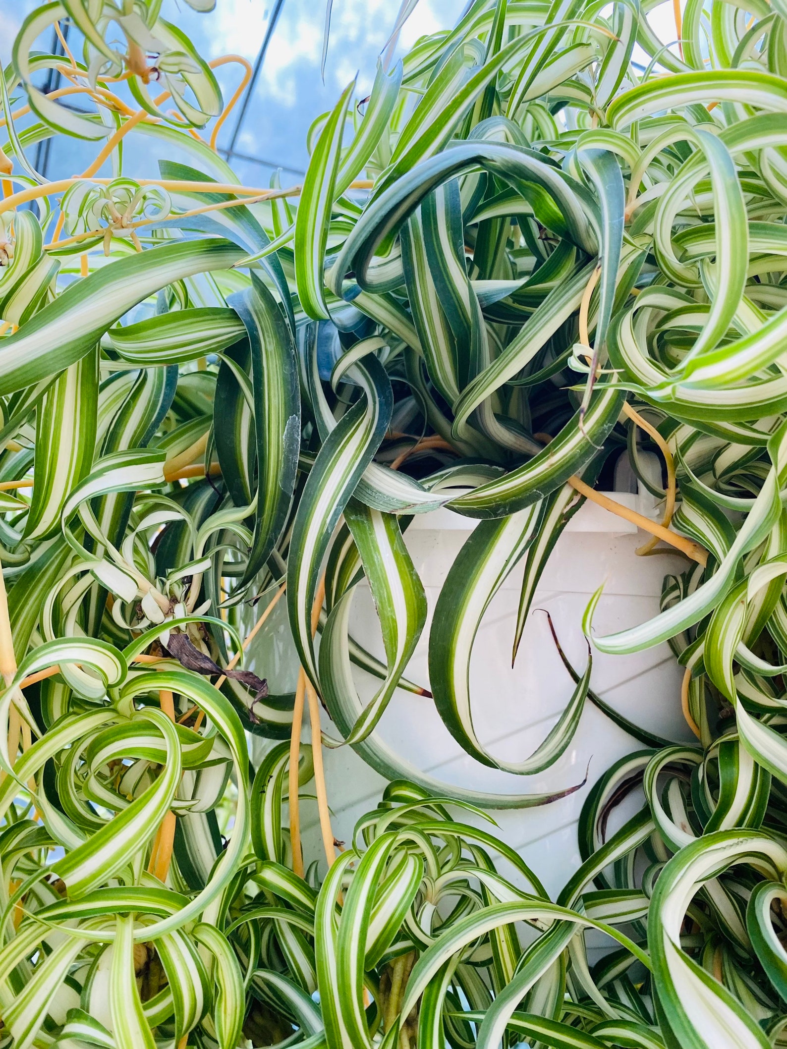 3 Curly Spider Plants Babies Cuttings Etsy