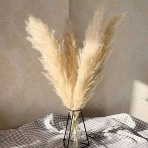 5pcs pampas
