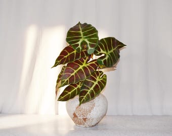 Artificial Alocasia Plant, Variegated Elephant Ear Leaf Stem, Fake Caladium Branch, Faux Tropical Botanical Accent, Decorative Greenery