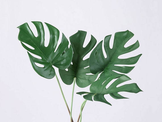 philodendron sodiroi ornatum Philodendron Sodiroi | 4