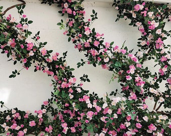 Puede incluir: Enredaderas de rosas trepadoras con flores rosas y blancas y hojas verdes adornan una pared blanca. Las rosas están en plena floración, creando una exhibición vibrante y natural. La imagen captura la belleza del arreglo floral.