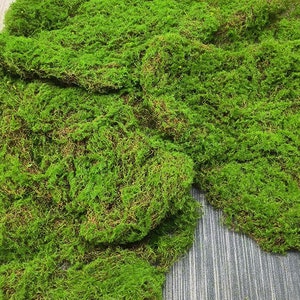Fake Moss Crafts 4 Bags Of Muilti-function DIY Moss Powders for Home  Rockery