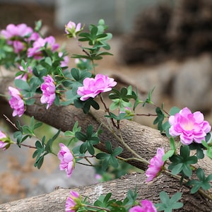Small Creeper Peony with Long Vine, Artificial Trailing Camellia,  Realistic Climbing Flower Stem, Home Garden Decor, Party Arch Floral DIY