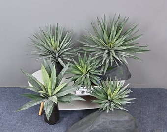 AGAVE MAPISAGA - Etsy Israel