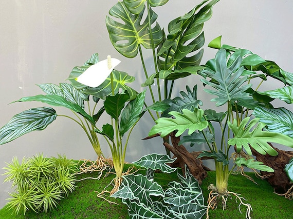 pianta dracena Dracena Flower Meaning – Symbol of Long Life & Good Luck
