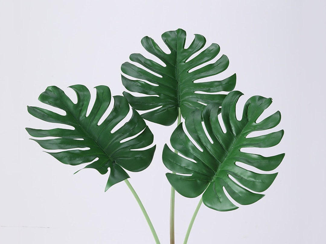 white tiger monstera Buy Monstera Albo White Tiger ~ White Houseplant – AroidHouse