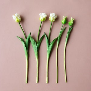 Op de afbeelding: Vijf witte tulpen met groene stelen en bladeren op een lichtroze achtergrond. De tulpen bevinden zich in verschillende stadia van bloei, sommige zijn volledig open en andere nog gesloten.