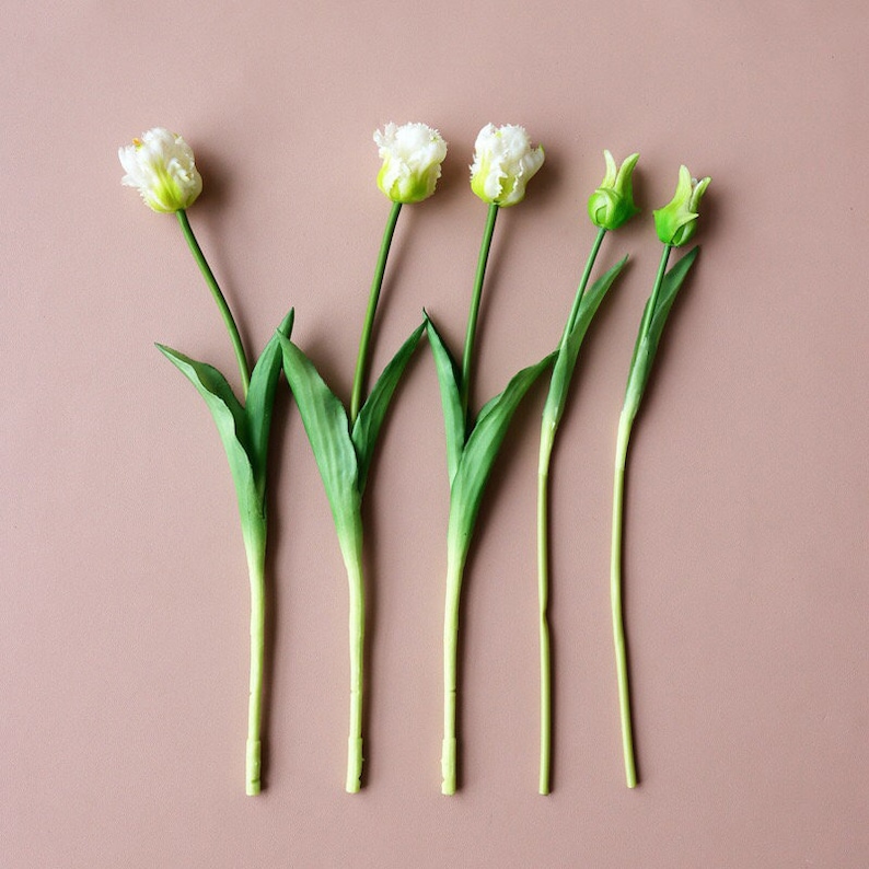 Op de afbeelding: Vijf witte tulpen met groene stelen en bladeren op een lichtroze achtergrond. De tulpen bevinden zich in verschillende stadia van bloei, sommige zijn volledig open en andere nog gesloten.