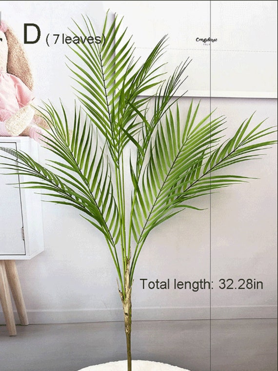 snake plant with yellow edges Variegated Golden Edge Sansevieria Snake Plant