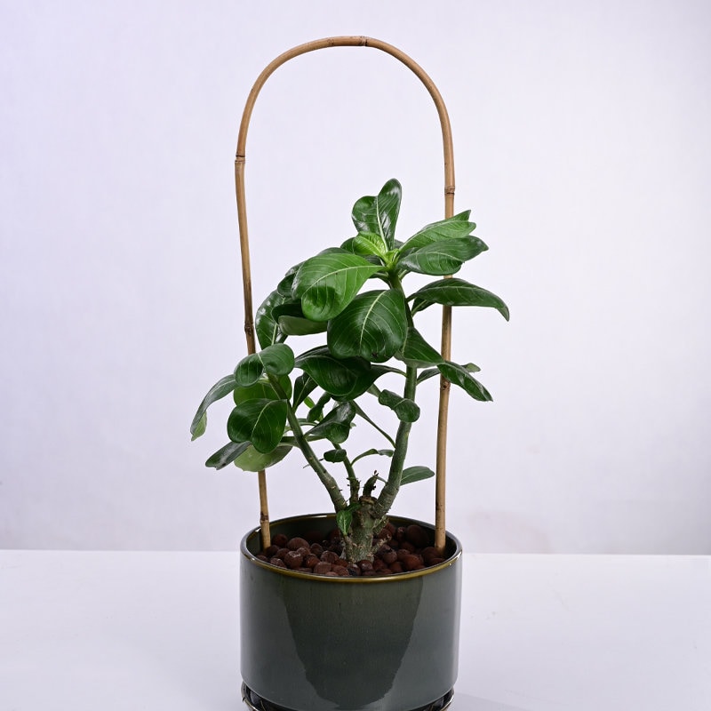 Hanaruer Traliccio a U fatto a mano, 61 cm, in bambù naturale, supporto per piante rampicanti, traliccio a U per piante rampicanti, perfetto per la coltivazione di piante in vaso, confezione da