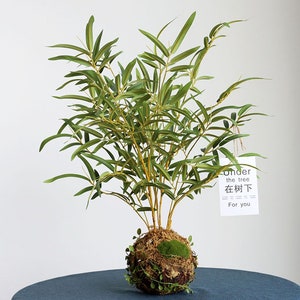 Peut inclure: Une plante verte en pot avec une base de boule de mousse. La plante a de longues feuilles fines et se trouve dans un petit pot rond. Une étiquette blanche est attachée à la plante avec le texte "Under the tree 在树下 For you".