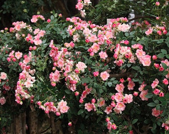Puede incluir: Un arbusto de rosas miniatura rosas en plena floración. Las rosas están agrupadas en tallos y hojas verdes.