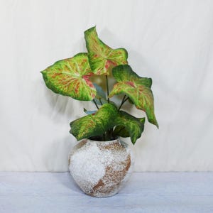 May include: A potted plant featuring heart-shaped leaves with a vibrant pattern of green and red veins. The plant is housed in a round, textured ceramic pot with a mottled white and brown finish, showcasing a rustic and earthy appearance.
