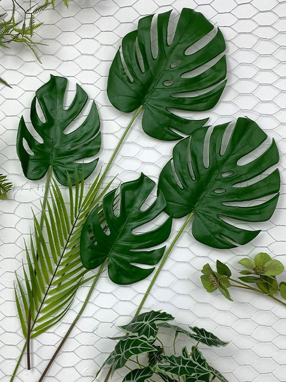 philodendron pictus Pothos