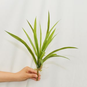 May include: A bundle of artificial green grass blades with long, pointed leaves. The stems are gathered together at the base and secured with a thin, light brown twine, creating a realistic botanical display of vibrant, multi-tonal green foliage.