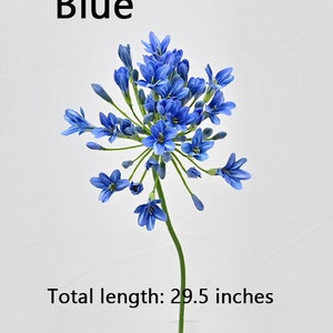 Pieroni Dante - AGAPANTHUS X BLUE DE CHINE