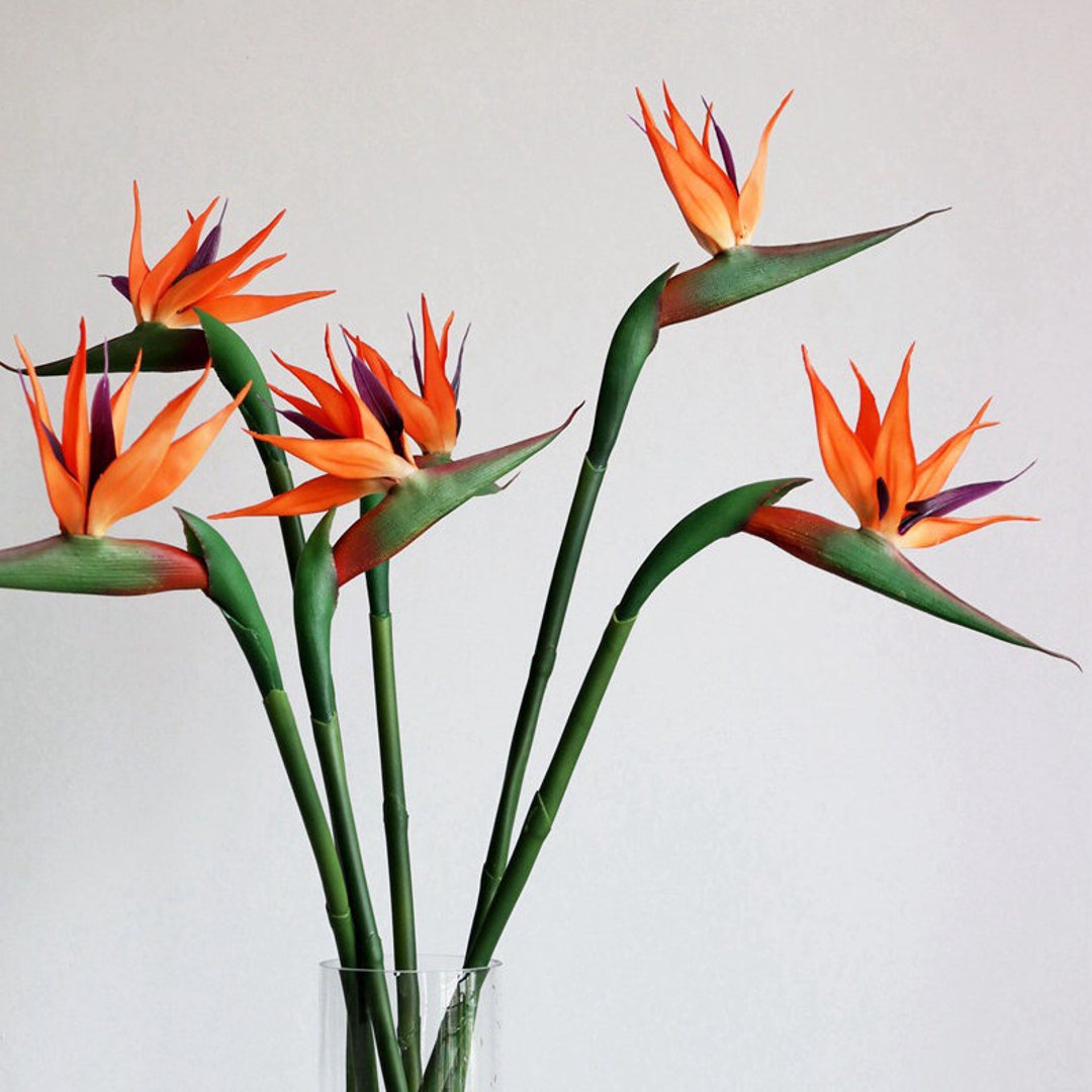 Tout savoir sur le Strelitzia ou oiseaux de paradis. - Folia Design