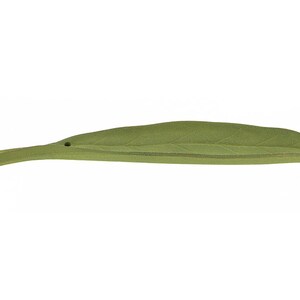 Iwachu Cast Iron Autumn Leaf - Green - Japanese incense holder