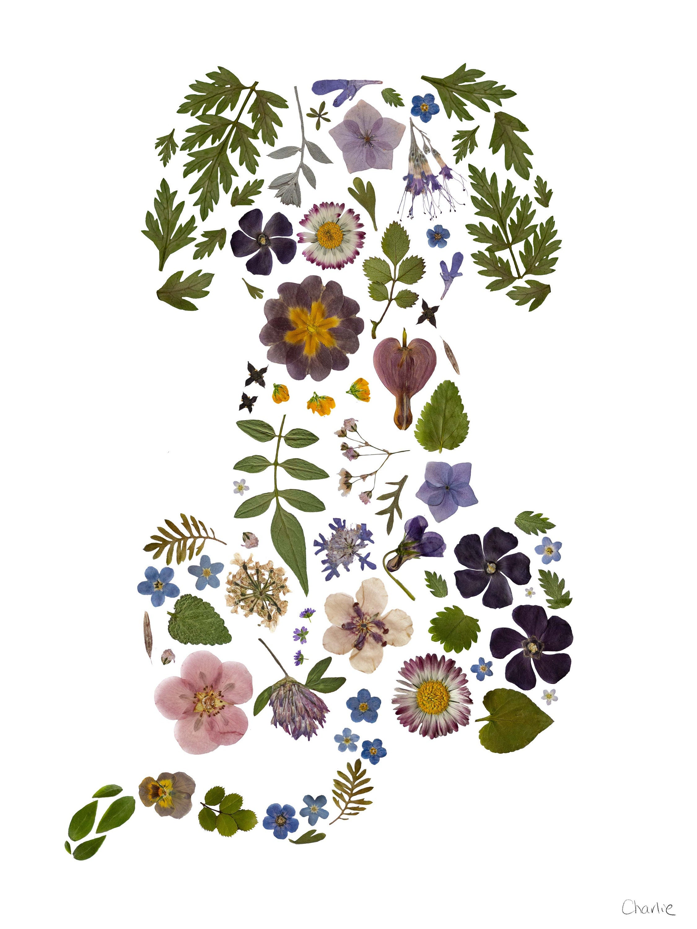 Pressed Flower Puppy Dog A4 Giclee Print, Flower Pet Art, Floral Animal