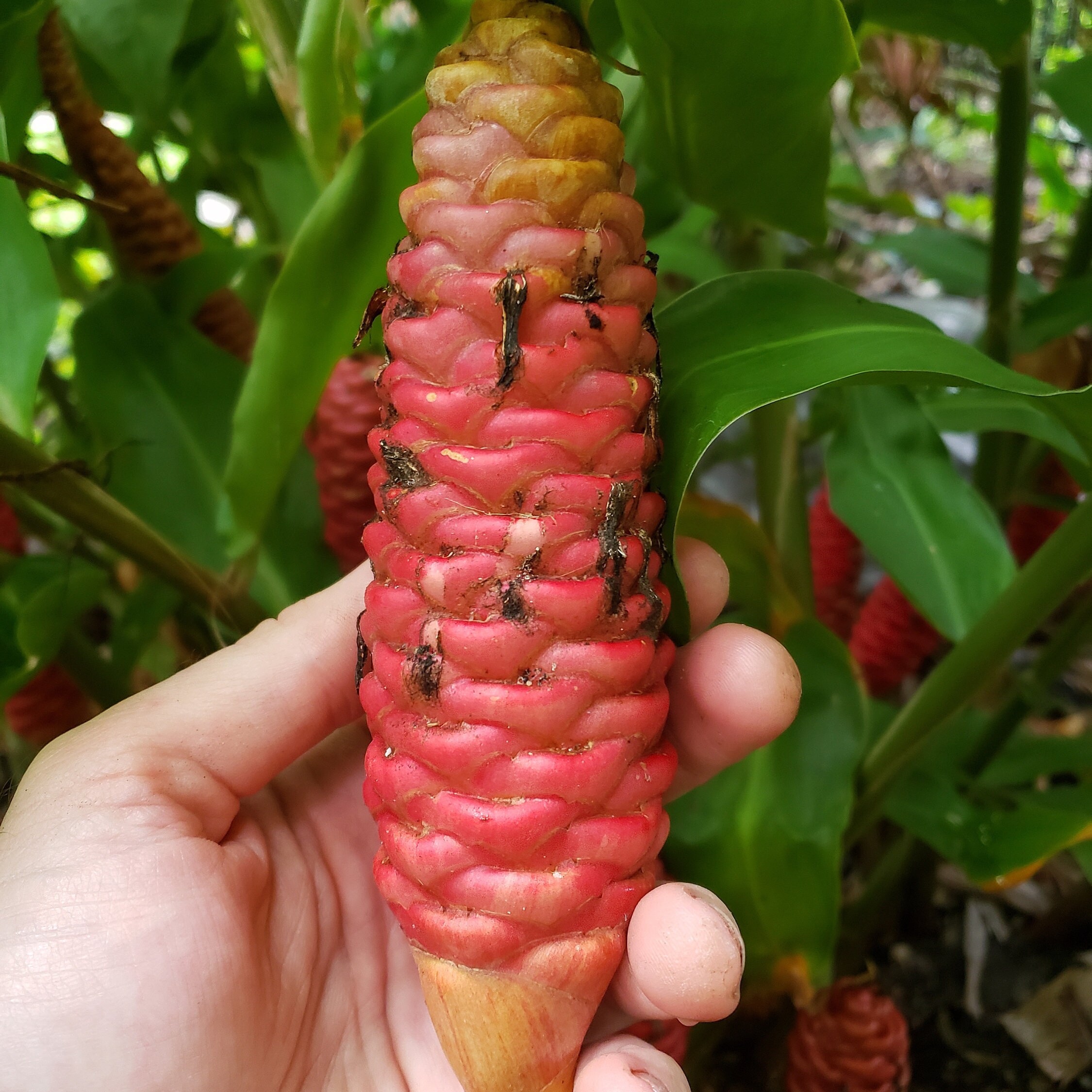 Shampoo Ginger Rhizome Awapuhi Zingiber zerumbet Etsy