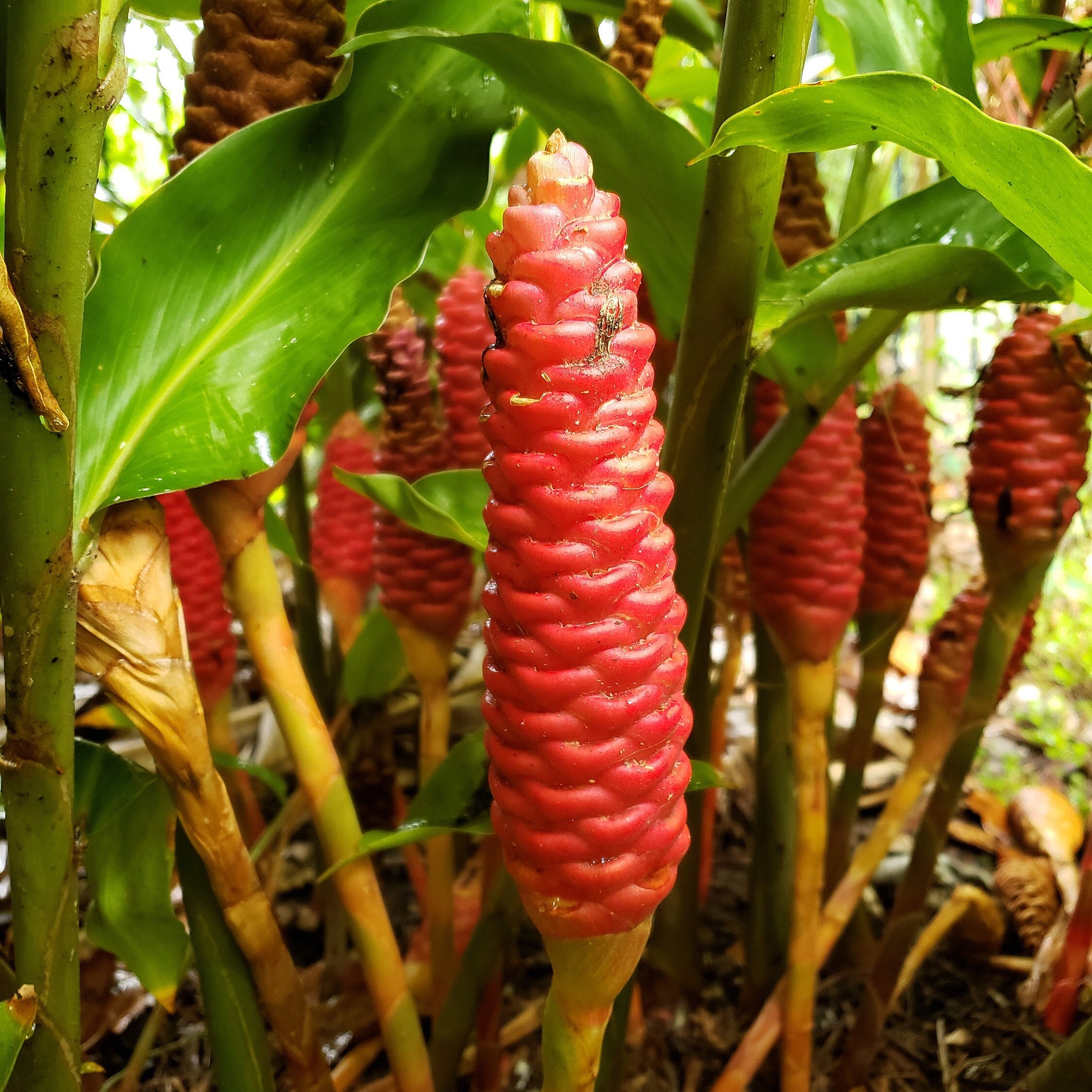 Shampoo Ginger Rhizome Awapuhi Zingiber zerumbet Etsy