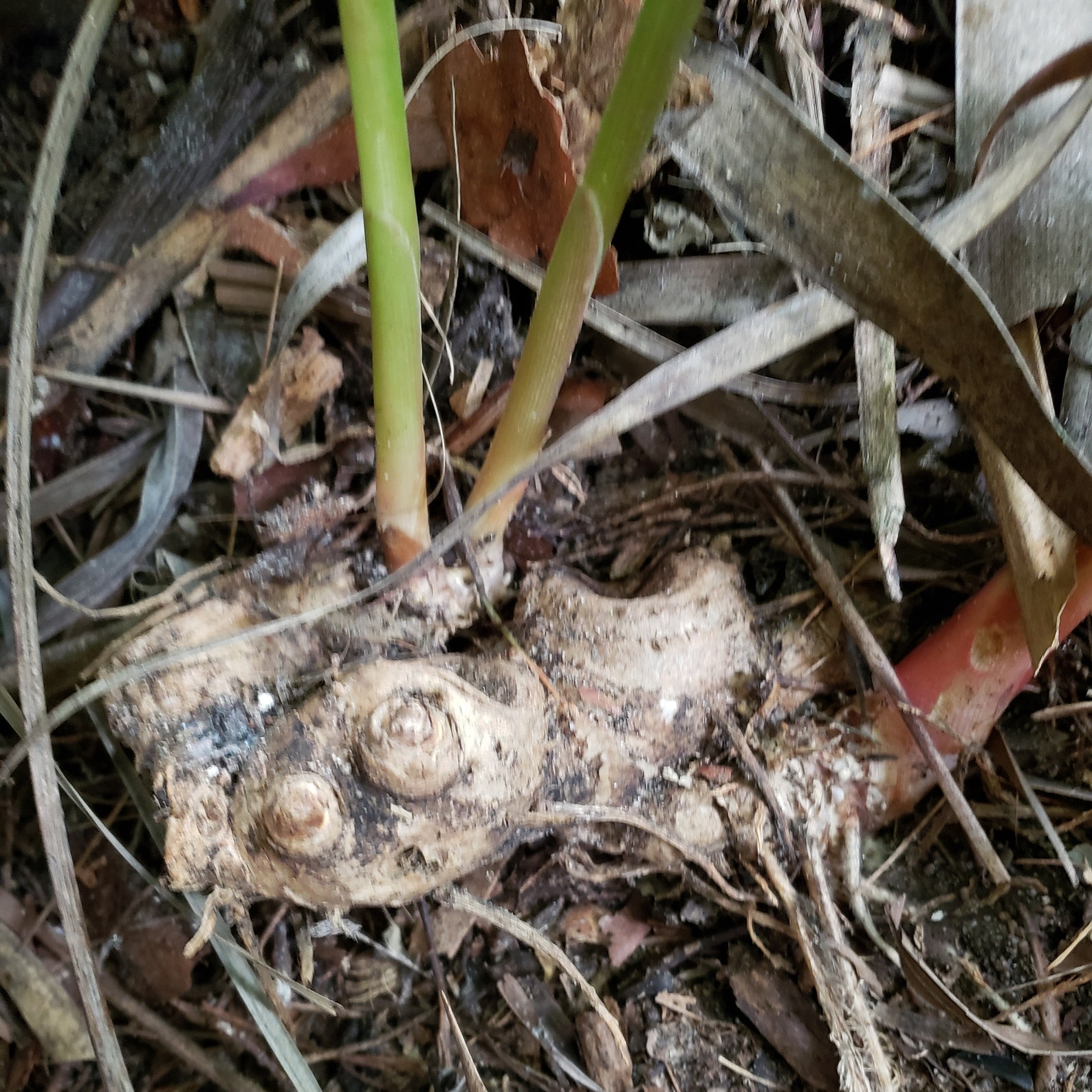 Shampoo Ginger Rhizome Awapuhi Zingiber zerumbet Etsy