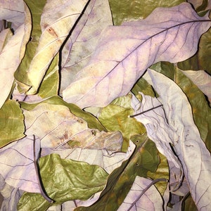 Dried avocado leaves