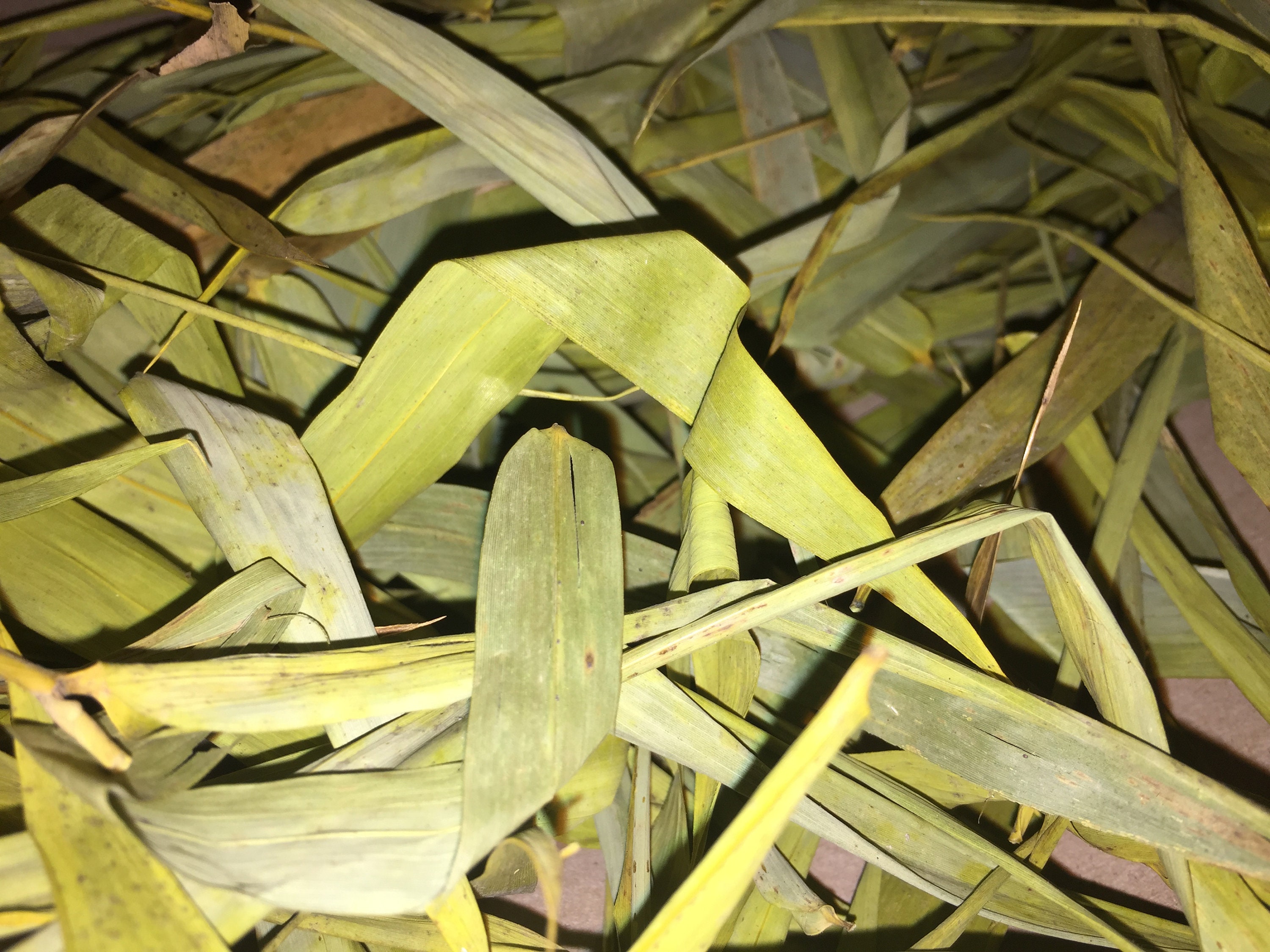 Dried Bamboo Leaves Etsy