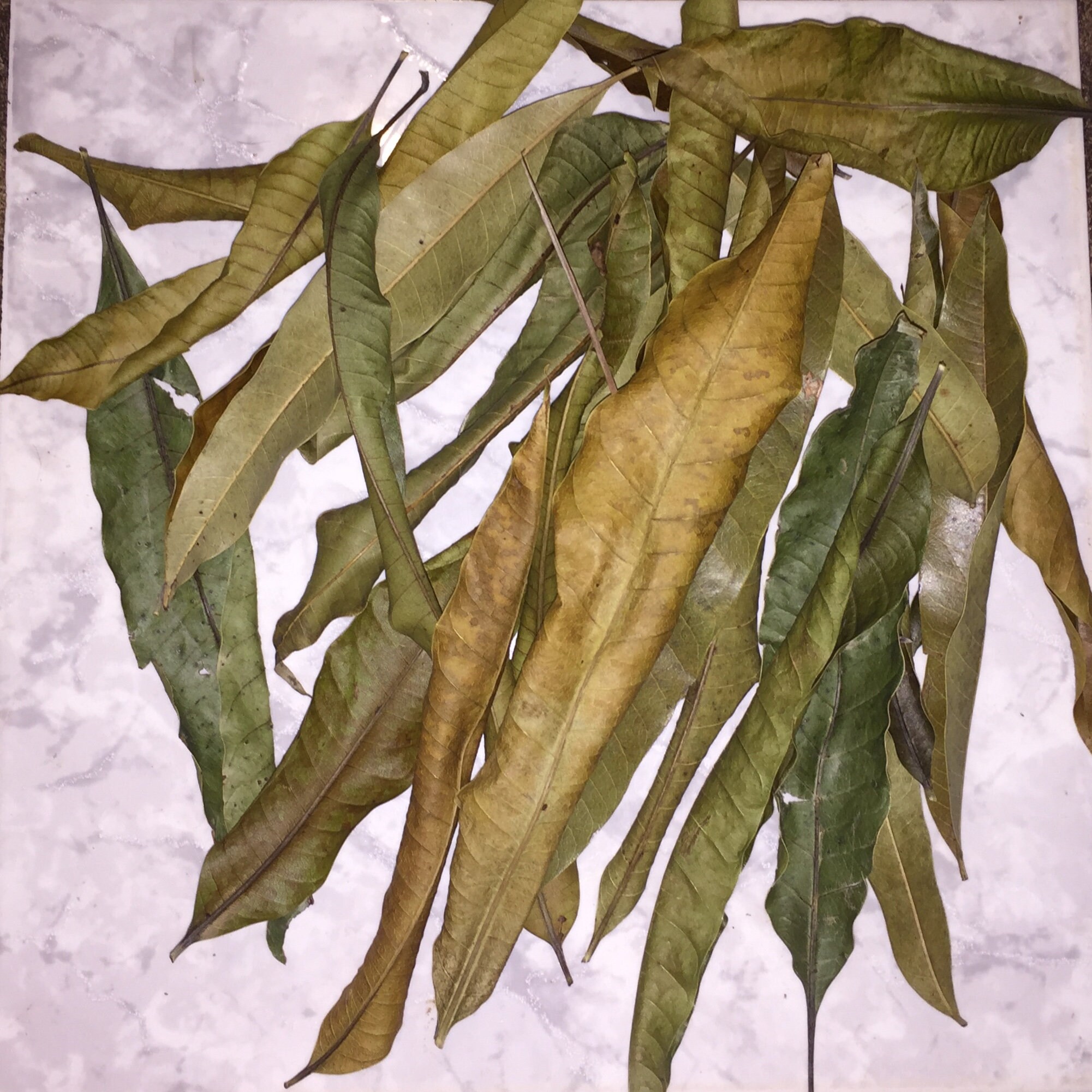 Dried mango leaves Etsy