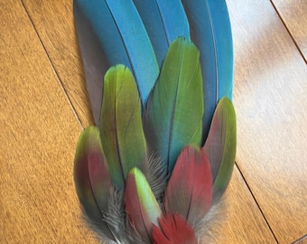 Cruelty free Green-Wing Macaw Feathers, Happy Birds feathers. Parrot Feathers, Macaw Feather, Feathers for jewelry making, Métis