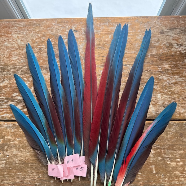 set of 9 Green-Wing Macaw Tail Feathers, Cruelty Free Macaw Feathers, Long Tail Feathers, Smudge Feathers, Natural Feathers, Exotic Feather