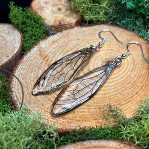 May include: A pair of dangle earrings featuring a delicate wing design. The wings are a translucent tan color with intricate black vein detailing, suspended from silver-colored hooks. The earrings rest on a wooden surface surrounded by green moss.