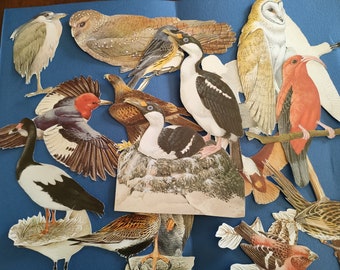 Mixed bundle - medium and small sized bird ephemera fussy cuts classic animal illustration cottagecore