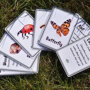 Schede didattiche per bambini piccoli Minibeasts / Schede didattiche stampabili / Apprendimento nei primi anni