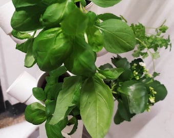 Op de afbeelding: Een verticaal hydroponisch tuinsysteem met meerdere niveaus, met weelderige groene basilicumplanten die groeien in witte plastic buizen.