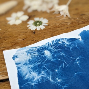May include: A cyanotype print of a dandelion seed head on white paper. The image is a close-up, showing the intricate details of the seeds against a deep blue background. Dried white flowers and daisies are scattered on a wooden surface.