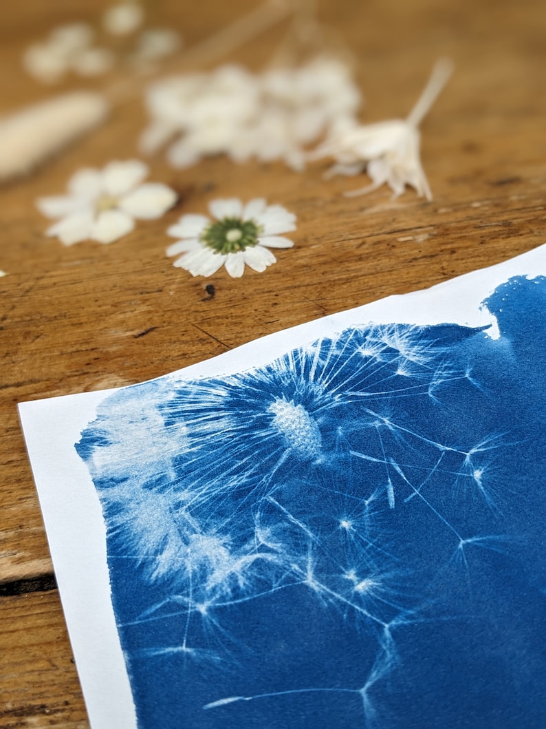 May include: A cyanotype print of a dandelion seed head on white paper. The image is a close-up, showing the intricate details of the seeds against a deep blue background. Dried white flowers and daisies are scattered on a wooden surface.