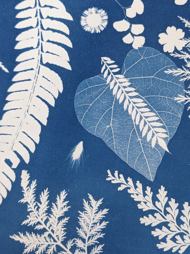 May include: A cyanotype print featuring a variety of botanical elements. The image showcases white leaf and plant silhouettes against a deep blue background. Ferns, leaves, and delicate floral details create a natural, artistic composition.