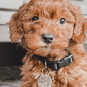 May include: A close-up of a fluffy, brown puppy with dark eyes. The puppy wears a black collar with a silver tag that reads "LEO" and features a rocket ship and star design. The puppy's fur is a warm, reddish-brown color.