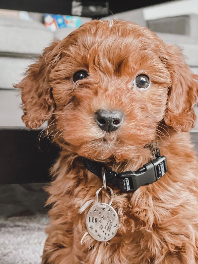May include: A close-up of a fluffy, brown puppy with dark eyes. The puppy wears a black collar with a silver tag that reads "LEO" and features a rocket ship and star design. The puppy's fur is a warm, reddish-brown color.